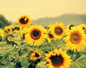 Sunflowers, Here Comes The Sun - flower, yellow, summer, nature, country - - runpoppyrun