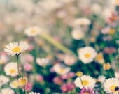 Hello, Daisy - pretty pastel print of pink and white daisies -