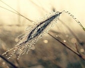 Pause - dew drops, sunrise, delicate, walk in the woods -