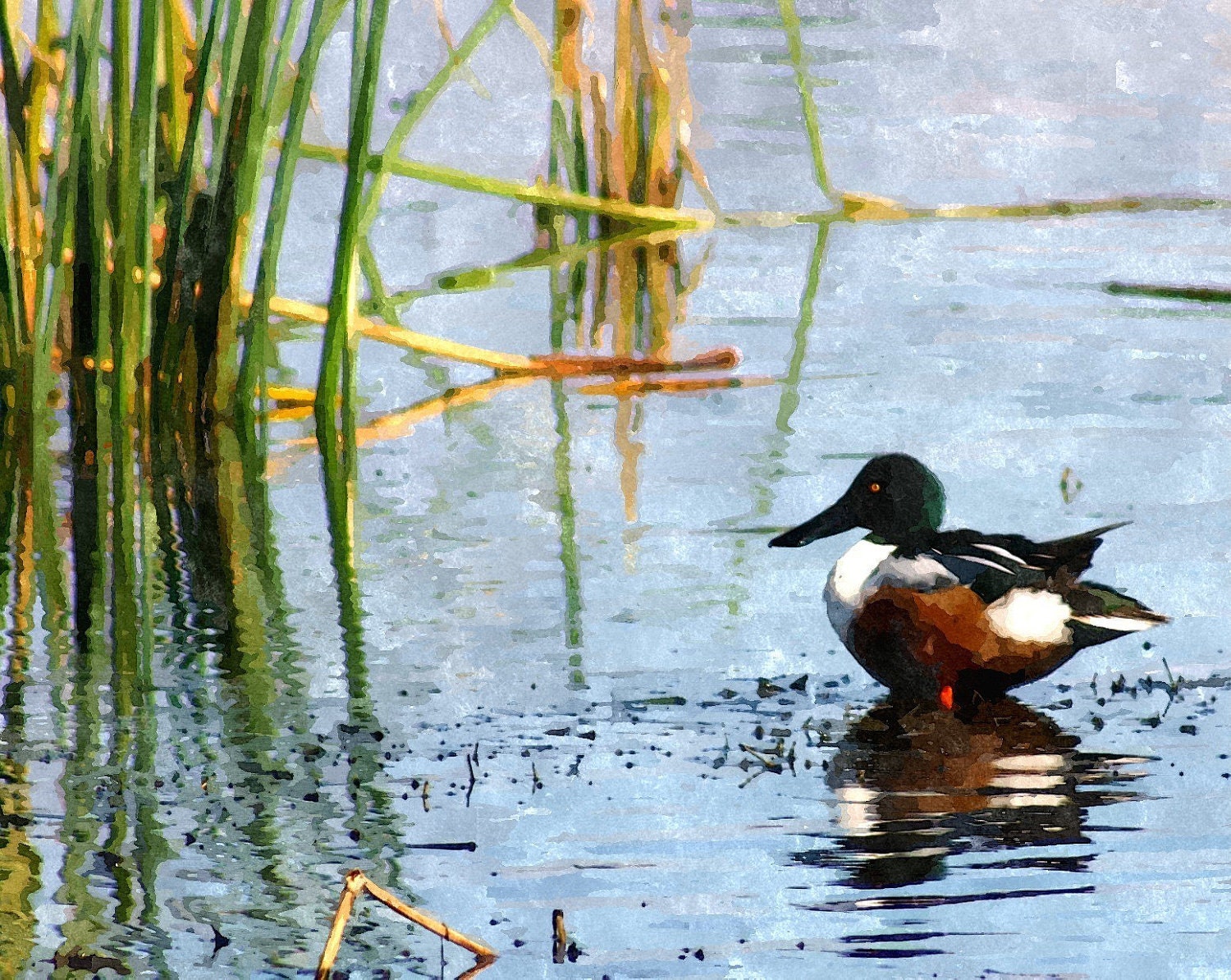 Northern Shoveler Duck- Photography Print-Watercolor Photo Painting Bird Collection-8x10" Digital Print