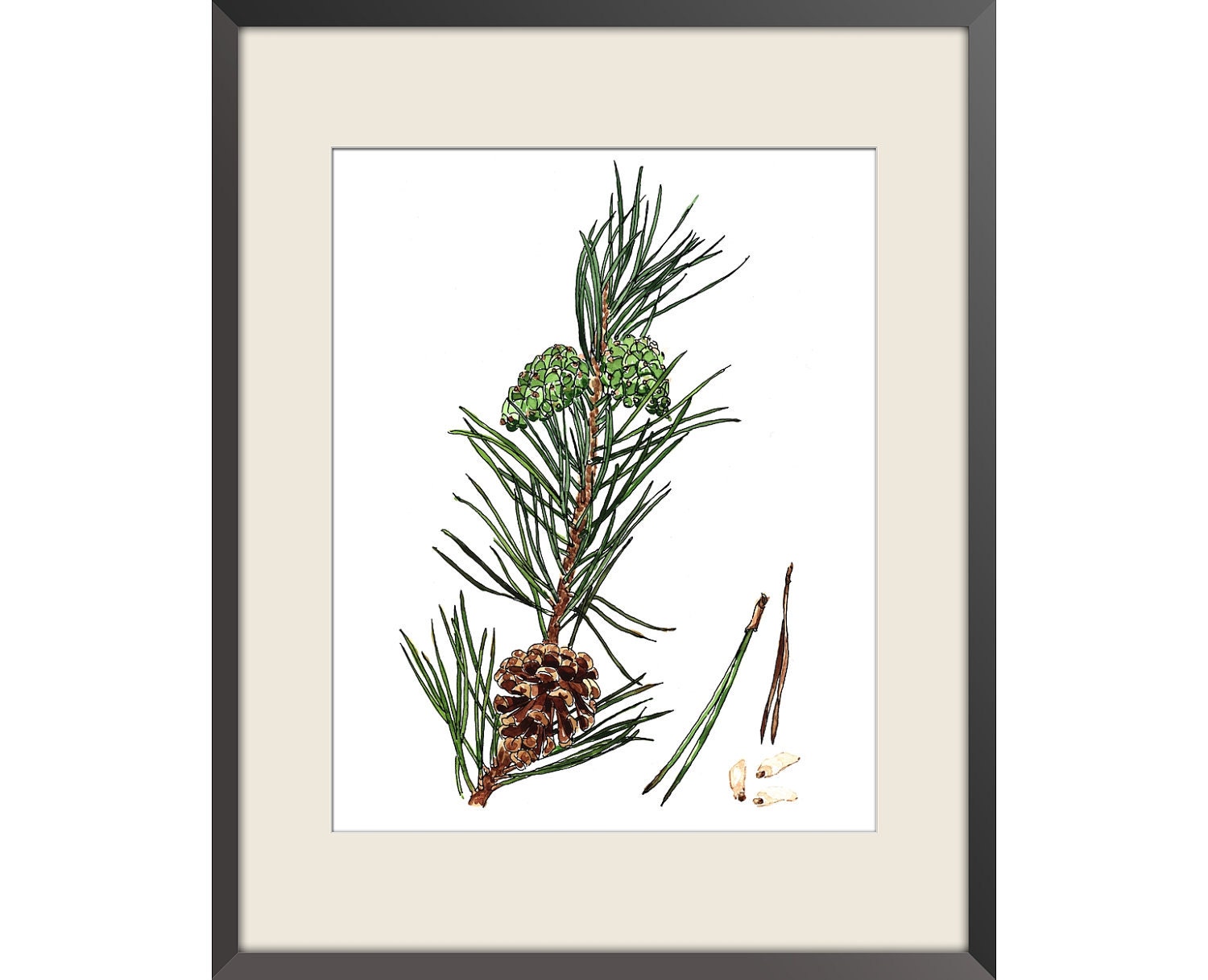 Pine - Watercolor print of my original paint, signed and dated Paper size: 8"x10" (20,32x25,4cm)