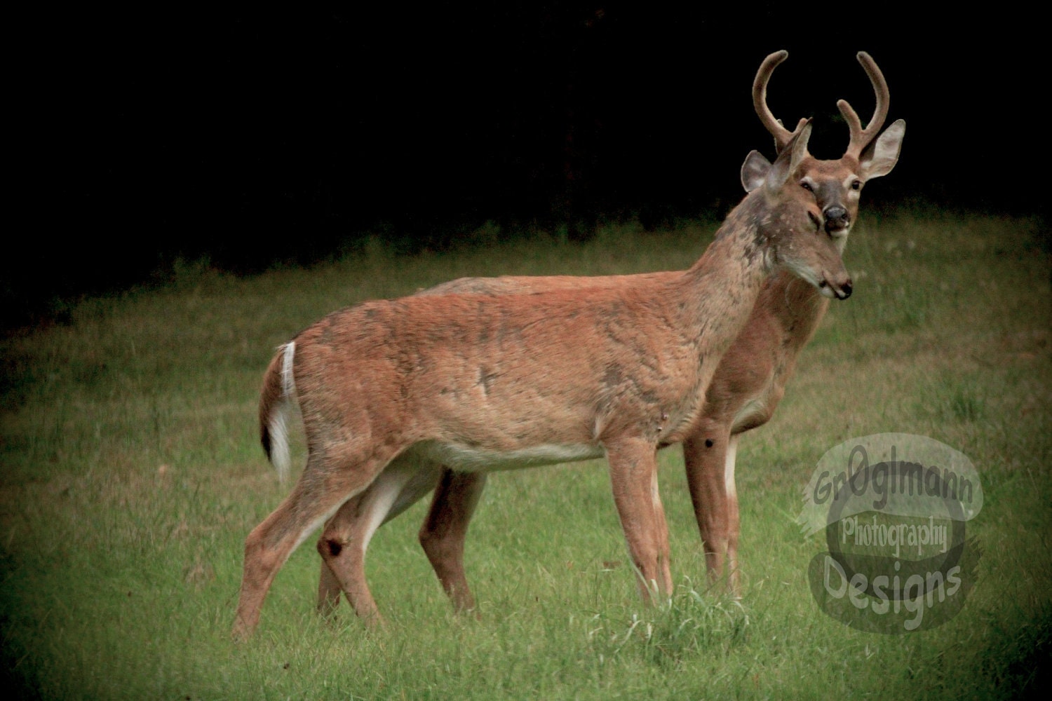 Deer Cuddles 5x7 Fine Art Photography