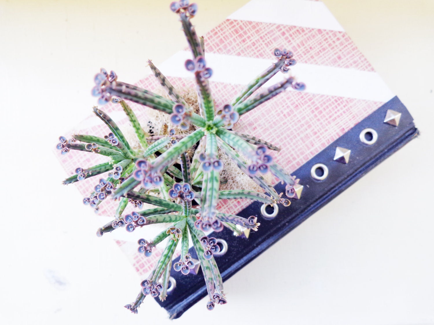 Eco Succulent Book Planter Red White Plaid White Stripes Vintage Succulent Centerpiece Green Your Space Book Art // Spies
