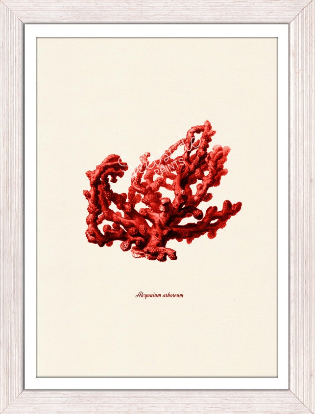 Antique Illustration Red coral no.03 - sea life print- Marine  sea life illustration A4 print