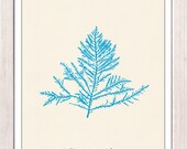 Antique Illustration Neon blue sea kelp no.04-Neon color series - sea life print -Marine  sea life illustration A4 print