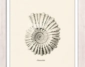 Grey Ammonitida- Sea life print -  seashells wall art home decor -A 4 print