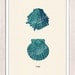 Two Scallops  - Vintage sea shell print- seashells wall art home decor -A 4 print