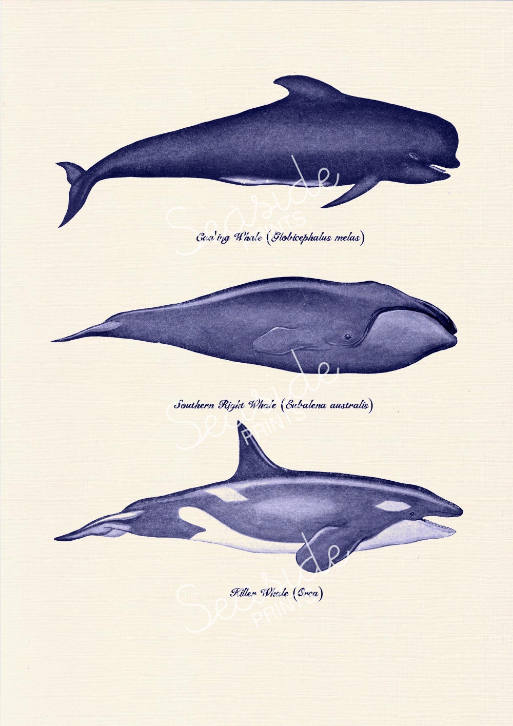 Whales and dolphins n1- sea life print- Home wall art whales print