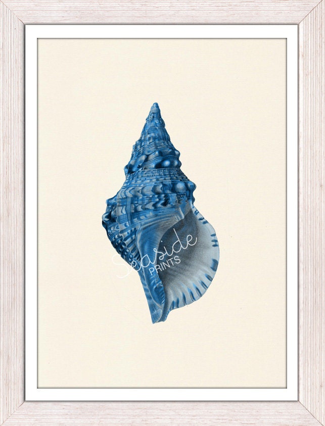 Sea shell electric blue  Sea life print -  seashells wall art home decor -A 4 print