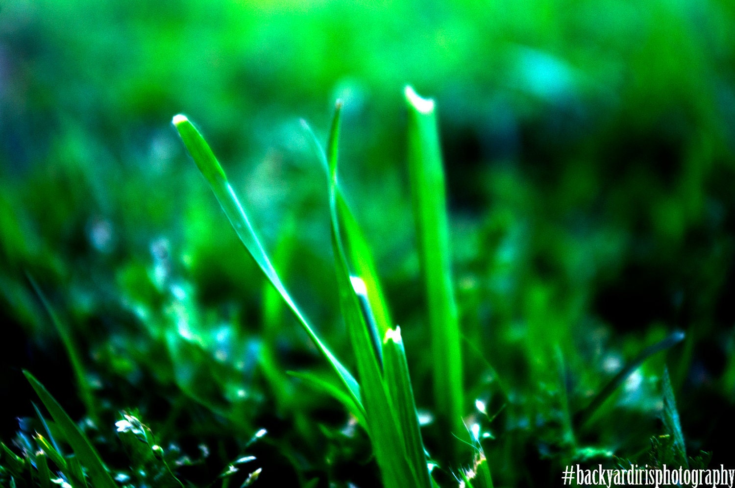 Nature Photography: Vivid Green Grass, Backyard Photography - backyardiris