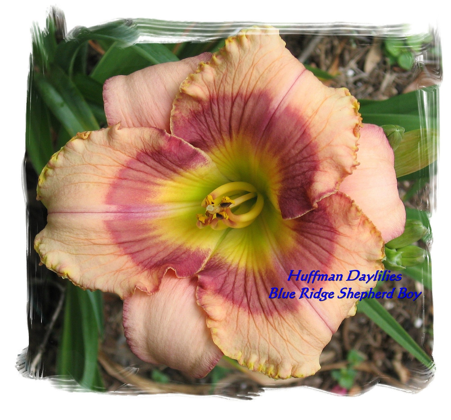 Live plant, Daylily, 'BLUE RIDGE SHEPHERD Boy', double fan, perennial