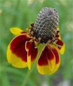 Beautiful Mexican Hat Perennial Flower 100 Seeds, Bulk