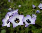 BULK, Bird's Eyes, Chocolate Fragrance, Flower Seed, For Your Garden, Butterflies Love It, 500 Seeds