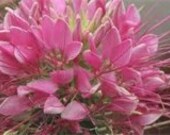 Rocky Mountain Bee Plant, Cleome Rose Queen, Flower Seeds, Attracts Hummingbirds and Butterflies to Your Garden