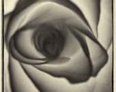 Clarice - 8X10 fine art print, black and white, abstract photography, flower, rose, antique plate, vintage look, dark, sensuous, soft, sexy