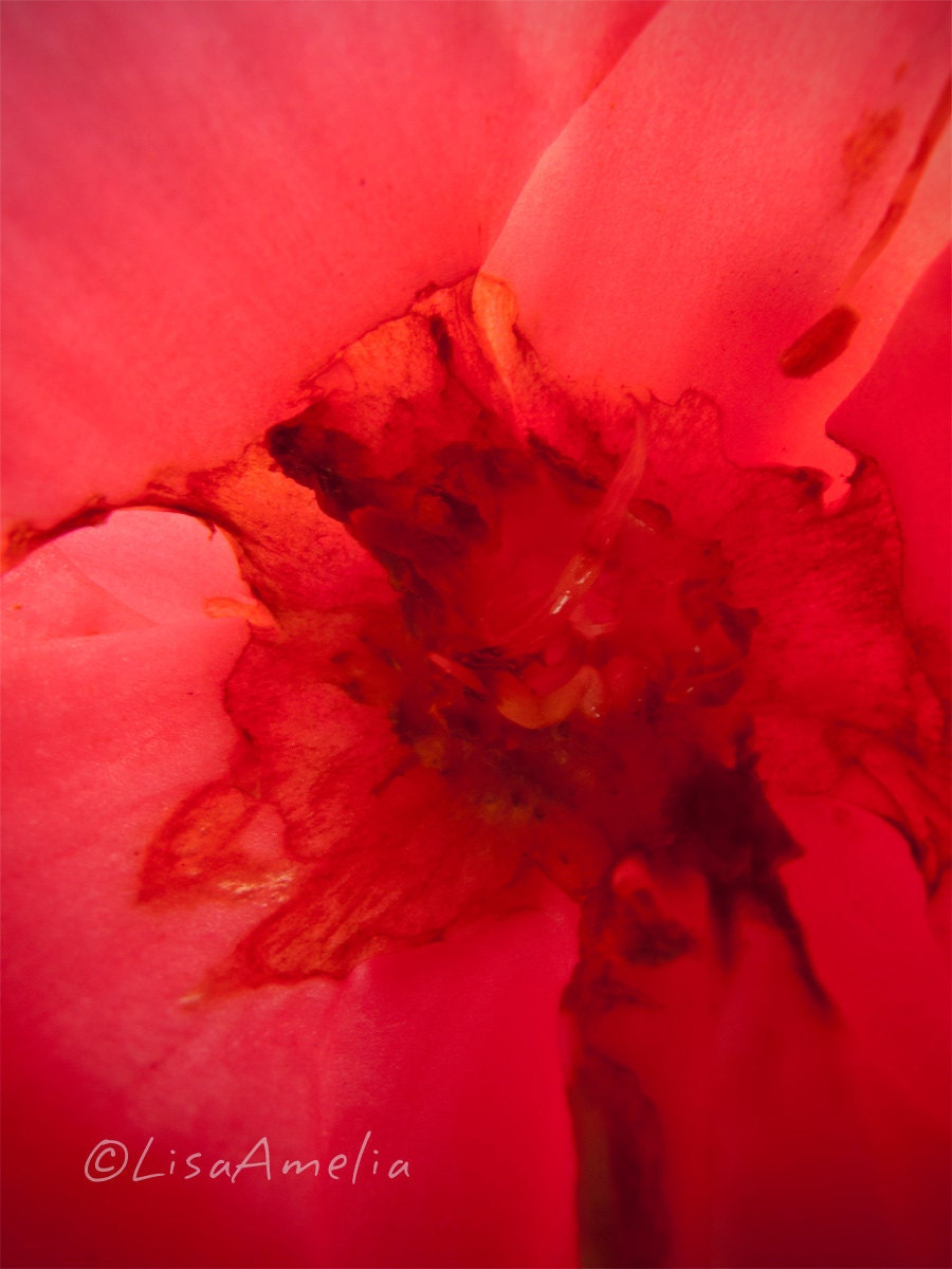 Flamenco- Bloom Collection. 8X10.