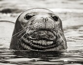 Hawaiian Monk Seal black and white photograph, vertical 8x10 print matted on black 11x14 mat.  Hawaiian Monk Seal Face Close-Up