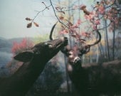 Delicacy - 7 x 5 Fine Art Photography Print from 35mm film