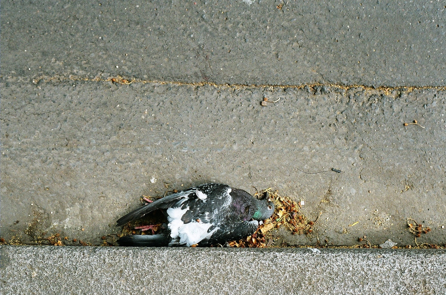 Less Fortunate Pigeon  - 7 x 5 Fine Art Photography Print from 35mm film