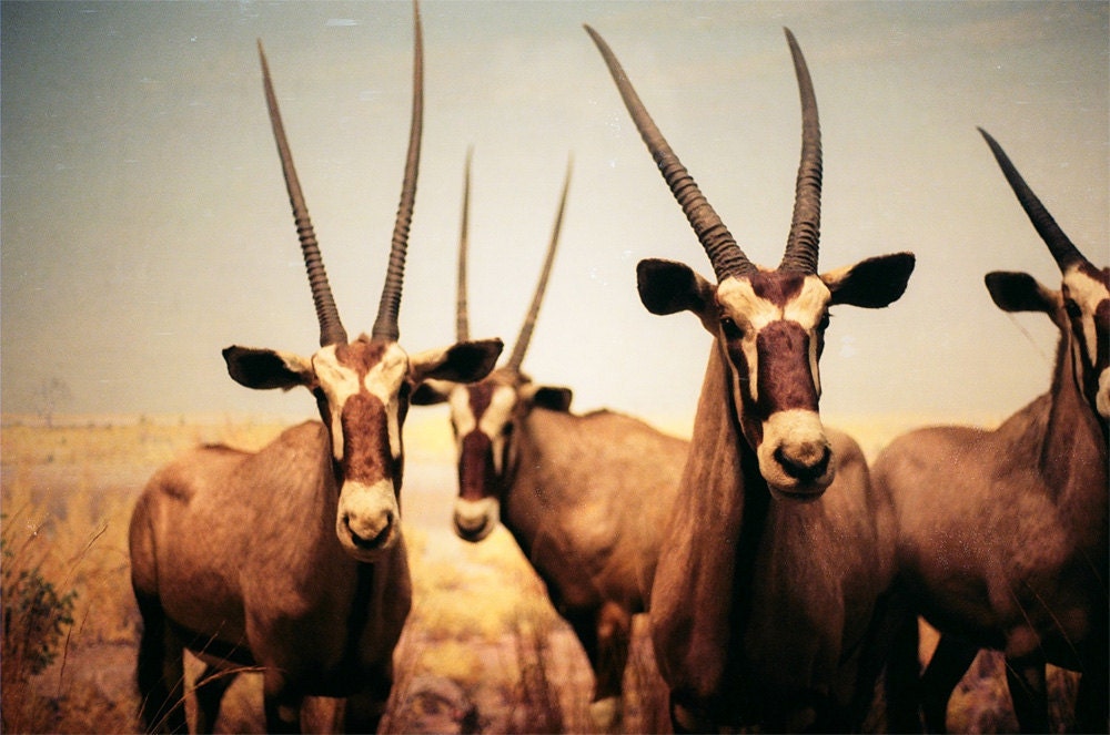 Curiosity - 7 x 5 Fine Art Photography Print from 35mm film DISCOUNTED photo of the week