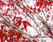 Spring Bird in Red Print No. 4