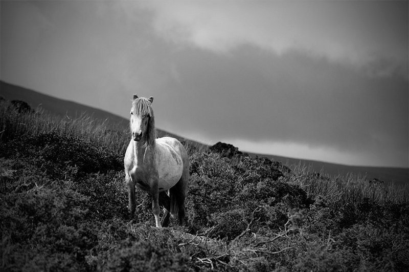 Horse photo, black and white, colour, color, fine art photograph print, animal photo, 'wild welsh pony' 18x12