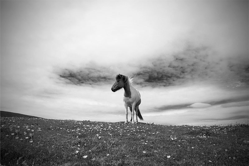 Horse photo, black and white, colour, color, fine art photo print, 'horse on the hill' animal photo, 18x12, BW in stock