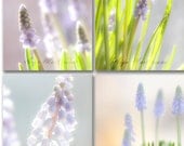 Floral home decor, Muscari light game photography, bright  shabby chic pink red  flowers, wall art  print 8x8 inch    4 set