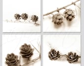 Brown white pine cones nature, botanical 4 photos, wall art  print 8x8 inch - fine Art photography - MemoriesPhoto