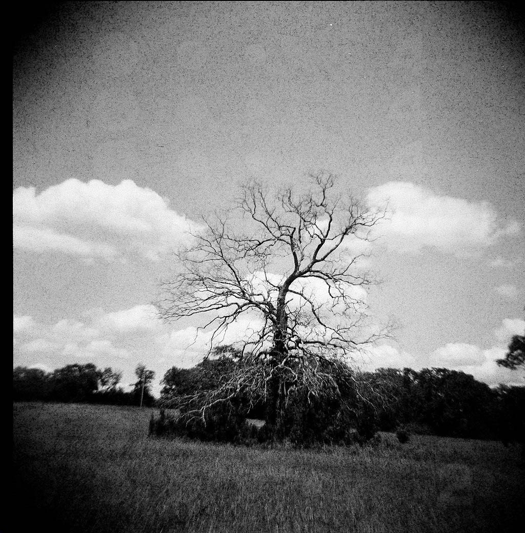 black creepy tree