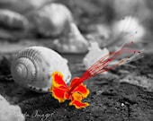 11x14 Pride of Barbados Flower with Shells Photo Print, Matted and Signed, Red and Yellow, Caribbean, Hawaii, Tropical Art - PinzonImages