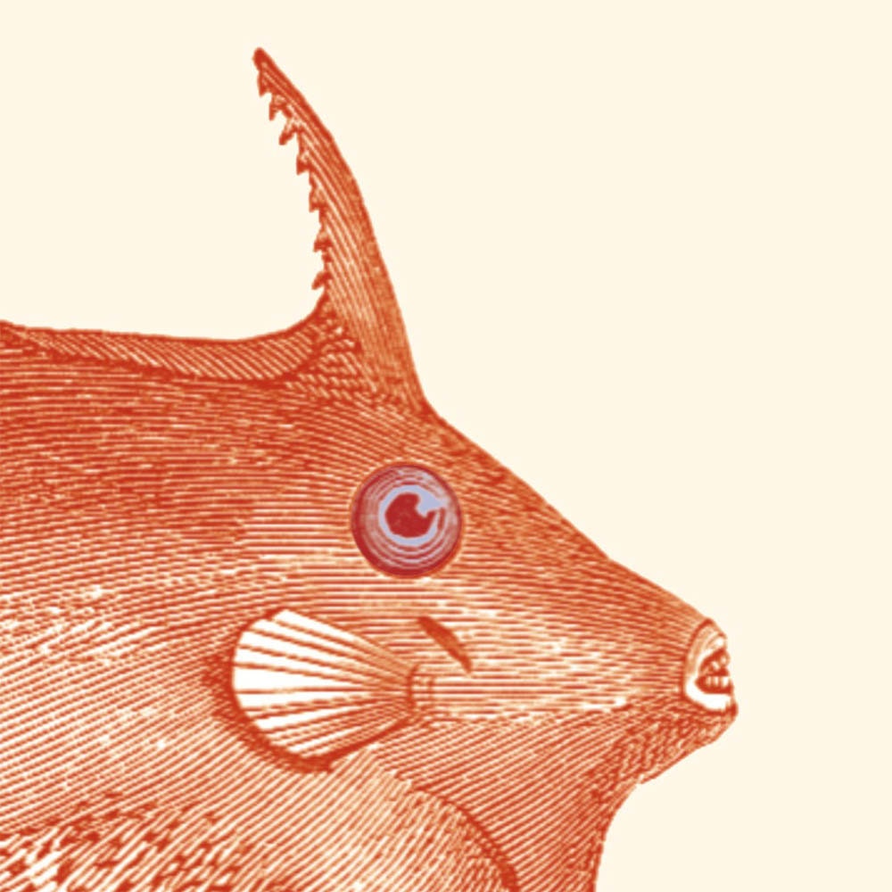 Vintage Fish Print Triggerfish  Balistidae Recovered  Illustration Orange