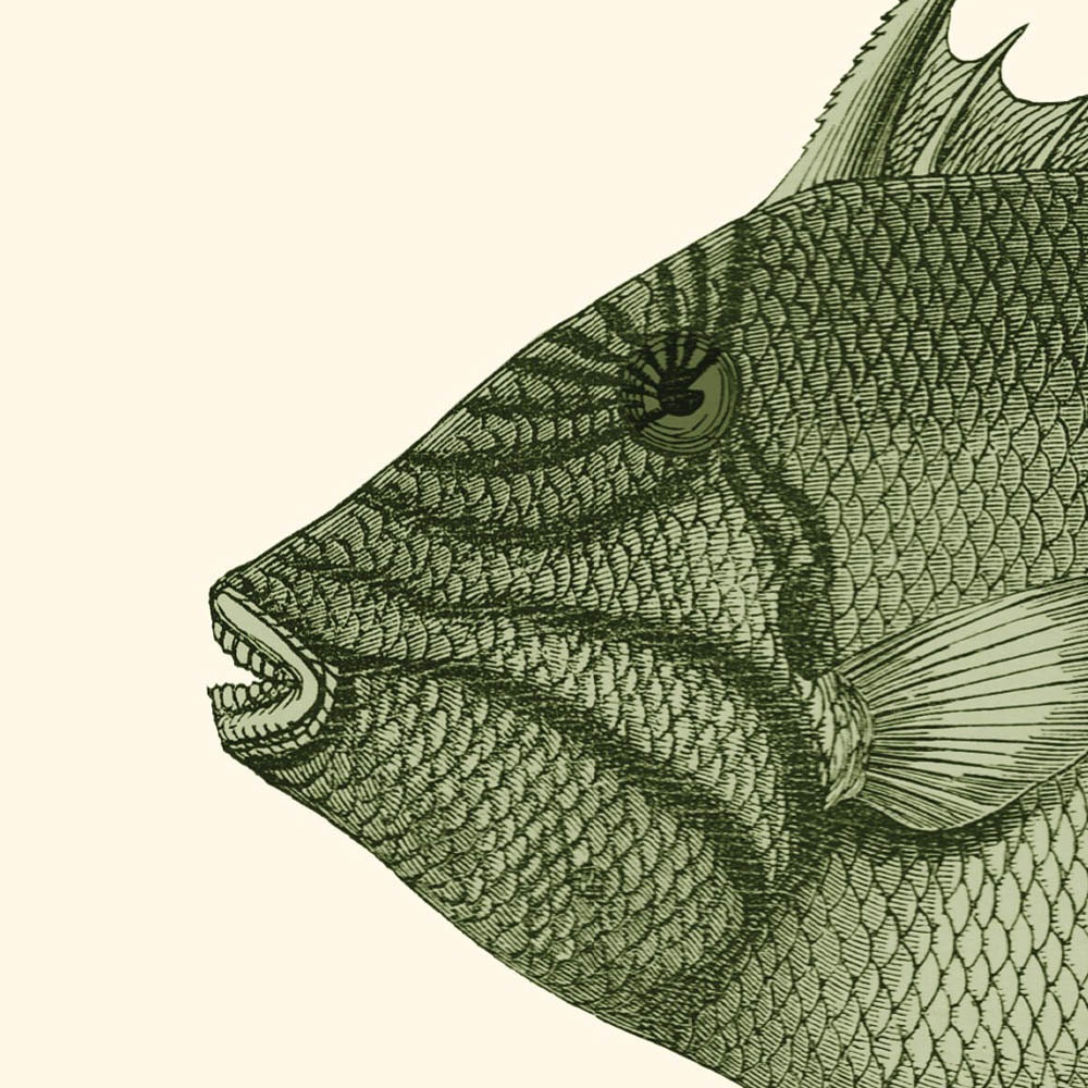 Triggerfish Print Balistidae Recovered Vintage Illustration Balista vieja