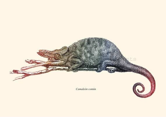 Vintage  Chameleon Poster , Print Art, Digital Illustration Wall Decor,  Print  to Frame, Digital Print Wall Art
