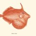 Vintage Fish Print Triggerfish  Balistidae Recovered  Illustration Orange