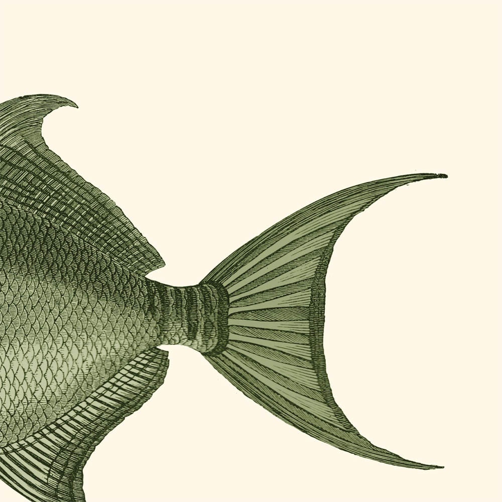 Triggerfish Print Balistidae Recovered Vintage Illustration Balista vieja
