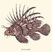 Antique Lionfish Print Pterois 1874 Restored Image Natural History