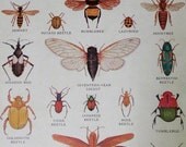 Insects of America, Survey of Bug Species-- a 1935 Book Plate Illustration - APaperReverie