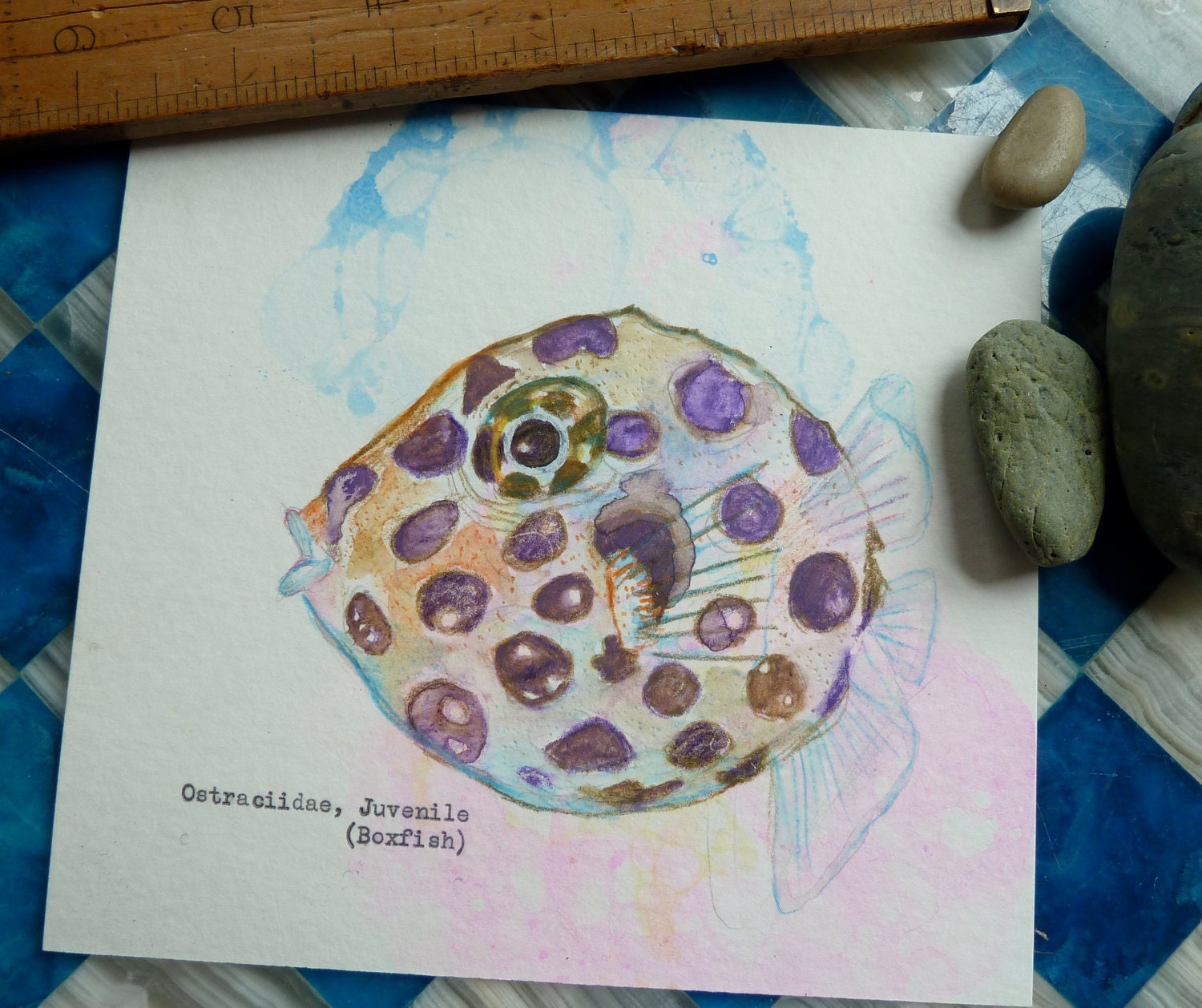Juvenile Boxfish Watercolor, 6 x 5.5" - original artwork by Heather Rigney