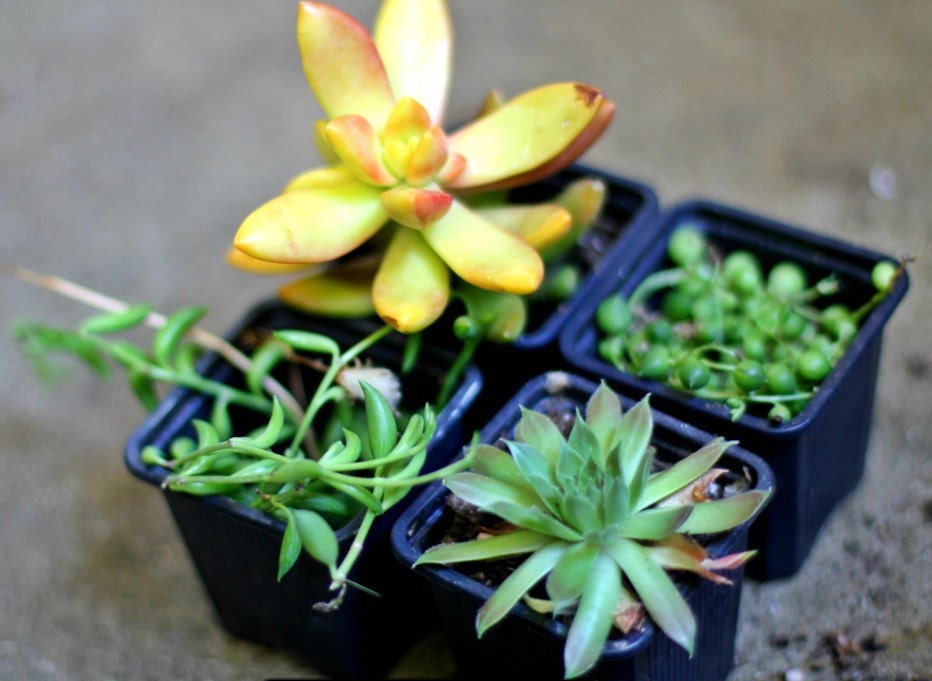 Set of 4 Succulent Plants - Sedum - Sempervivum - String of Pearls - Sting of Bananas
