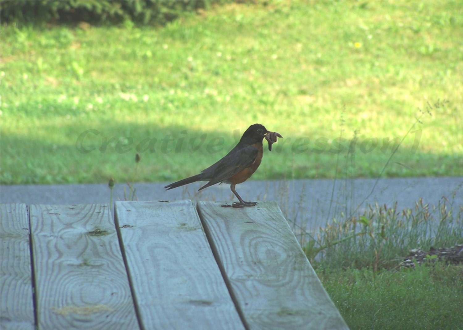 ROBIN - It Is Dinnertime - 5x7 Photo Print