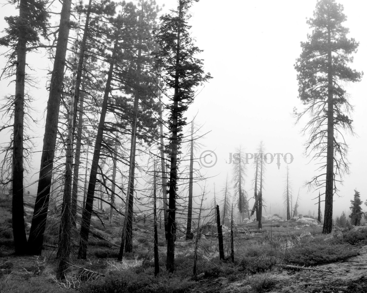 8x10 Fine Art Photograph - Kern County Fog, Kern, California - JasonSpeerPhoto