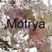 Motrya