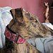 Huggable Hound