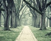 Large Landscape Photo Print - 16x24 - Wonderland - Live Oak Trees - Misty Morning Photography - beautiful nature - gift idea
