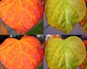 Leaf Love - Digital Art Print - 9" x 9" SPRING SALE - Orange & Green - Art Print - Home Decor Nature Art