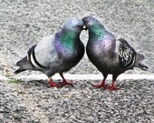 love birds picture, Bird Photo, animal photography, bird photography, gift boyfriend  -   Love on the Line, 8x10