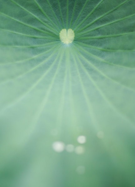 Love comes naturally - approx 18x13cm / 5x7in glossy fine art photo print - heart, leaf, nature, romance, green, fpoe, macro, flora