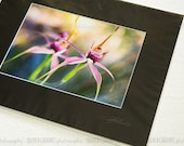 SALE photograph 5x7 matted Australian nature pink orchid flowers native wildflower print spring green.