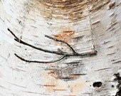 In Love with Nature. Branch Necklace. Ready to Ship. Sterling Silver Twig. Tree Limb. Oxidized.